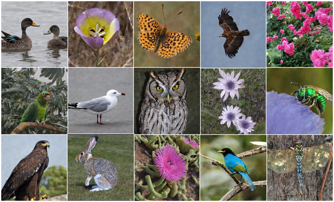 iNaturalist Results